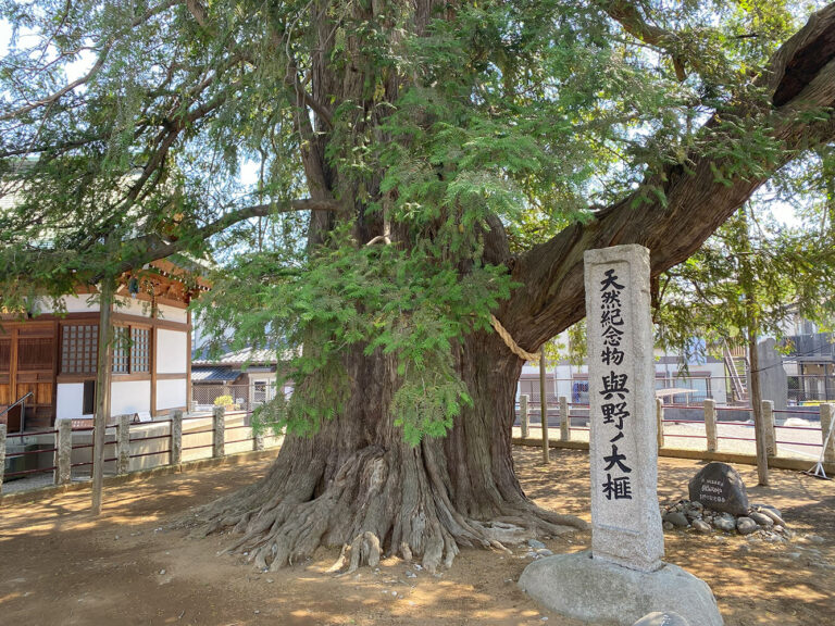 与野の大榧